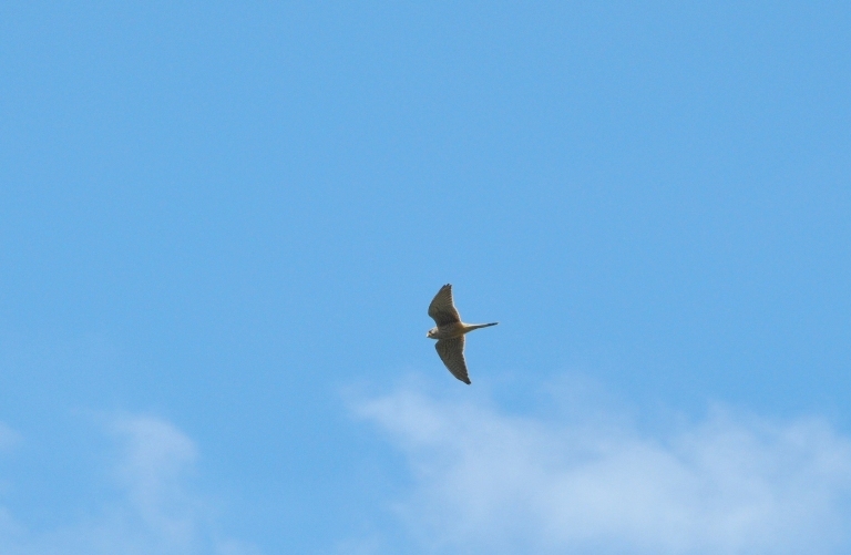 Identificazione rapace.